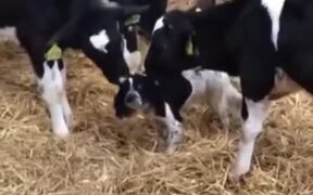 Dog Being Loved By Cows - Animals - VIDEOTIME.COM