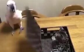 When That New Guy Turns Out To Be Impolite - Animals - VIDEOTIME.COM