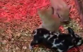 Kitten Wants To Play Around With Three Piglets - Animals - VIDEOTIME.COM