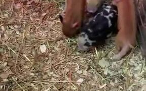 Kitten Wants To Play Around With Three Piglets