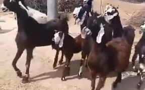 These Goats Are Certainly Feeling The Beat