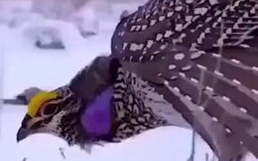 Behold The Tap-Dancing Bird! - Animals - VIDEOTIME.COM