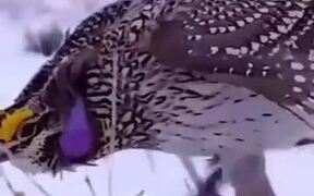 Behold The Tap-Dancing Bird! - Animals - VIDEOTIME.COM