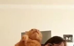 Massive Chonky Cat Can't Fit In The Hoodie - Animals - VIDEOTIME.COM