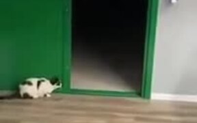 Cat Scares The Heck Out Of Little Chihuahua