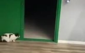 Cat Scares The Heck Out Of Little Chihuahua - Animals - VIDEOTIME.COM