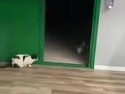 Cat Scares The Heck Out Of Little Chihuahua - Animals - Y8.COM