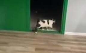 Cat Scares The Heck Out Of Little Chihuahua - Animals - VIDEOTIME.COM