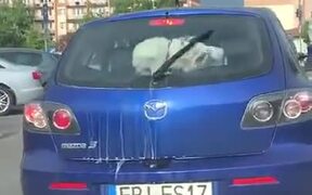 Doggo Hates Windshield Wiper, Keeps Chasing It - Animals - VIDEOTIME.COM