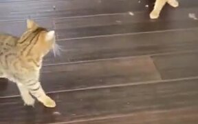 Massive Fight Between Two Cats - Animals - VIDEOTIME.COM