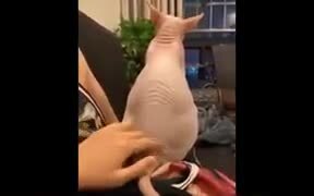 Sphinx Cat Gets Touched, Likes It
