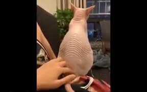 Sphinx Cat Gets Touched, Likes It - Animals - VIDEOTIME.COM