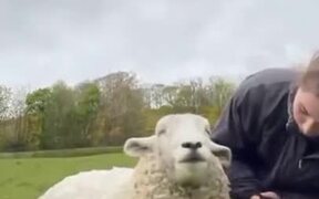 Sheep Enjoys Getting Sheared! - Animals - VIDEOTIME.COM