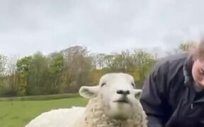 Sheep Enjoys Getting Sheared! - Animals - VIDEOTIME.COM