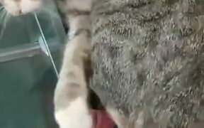 Cat Won't Let Man Pass Through Subway Gate