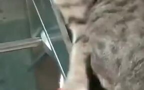 Cat Won't Let Man Pass Through Subway Gate - Animals - VIDEOTIME.COM