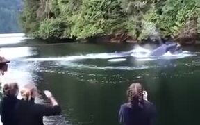 Beautiful Scenery Of Humpback Whales Coming Up - Animals - VIDEOTIME.COM