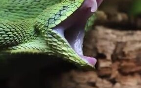 Beautiful Viper Snake Yawns - Animals - VIDEOTIME.COM