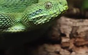 Beautiful Viper Snake Yawns