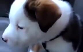 Little Pup Gets Angry About Its Own Hiccups