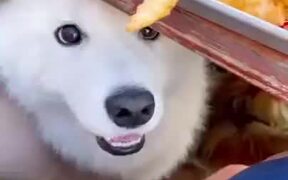 Small Doggo Wants Some Fries But Can't Reach It - Animals - VIDEOTIME.COM