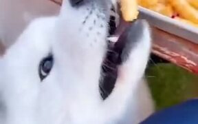 Small Doggo Wants Some Fries But Can't Reach It