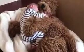 Cuddly Dog Is A Real-Life Teddy Bear - Animals - VIDEOTIME.COM