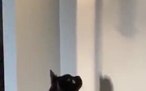 Stupid Cat Stares At Bird Feeder's Shadow - Animals - VIDEOTIME.COM