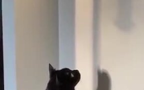 Stupid Cat Stares At Bird Feeder's Shadow
