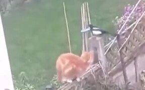 Two Magpies Harass A Cat