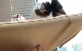 Stupid Cat Falls Off It's Hammock