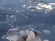 Mother Polar Bear Breaks Ice