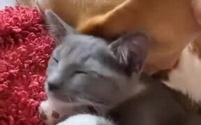 Cat Sleeps Under Dog's Floppy Ear