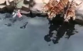 Tigers Try To Get A Hold Of A Piece Of Meat - Animals - VIDEOTIME.COM