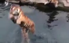 Tigers Try To Get A Hold Of A Piece Of Meat - Animals - VIDEOTIME.COM
