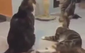 Startling Cats Is Beyond Funny