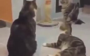 Startling Cats Is Beyond Funny - Animals - VIDEOTIME.COM