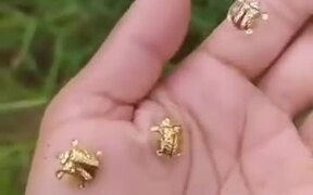 The Absolutely Beautiful Golden Tortoise Beetle - Animals - VIDEOTIME.COM