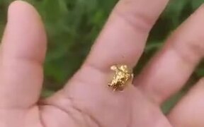 The Absolutely Beautiful Golden Tortoise Beetle