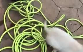 Puppy Gets The Zoomies And Crashes - Animals - VIDEOTIME.COM