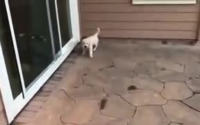 Puppy Gets The Zoomies And Crashes