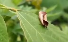 Moth Camouflages Itself As A Dried Leaf - Animals - VIDEOTIME.COM