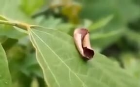 Moth Camouflages Itself As A Dried Leaf