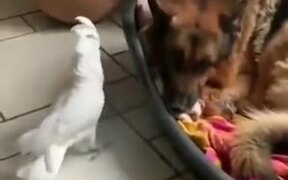 Cockatoo Barks Near Sleeping Doggo