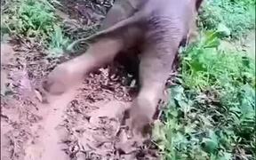 Elephant Has Fun Slipping Around In Mud - Animals - VIDEOTIME.COM