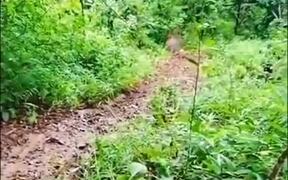 Elephant Has Fun Slipping Around In Mud - Animals - VIDEOTIME.COM