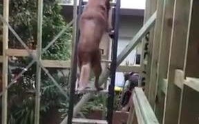Doggo Climbs Up A Ladder To Find Owner - Animals - VIDEOTIME.COM