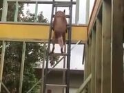 Doggo Climbs Up A Ladder To Find Owner