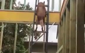 Doggo Climbs Up A Ladder To Find Owner