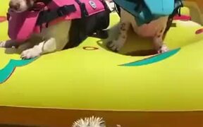 Hedgehog Enjoys The Summer Life - Animals - VIDEOTIME.COM